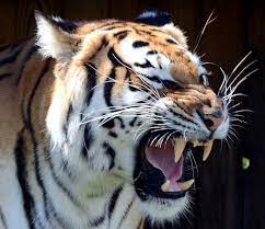 Angry Tiger Sumatra Bengalischer Tiger Sumatra Or Bengal Tiger Tiger Habitat Tiger Images Tiger Photography