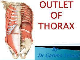 Anatomy department by essam eldin abdelhady salama. Ppt Outlet Of Thorax Powerpoint Presentation Free Download Id 1931770