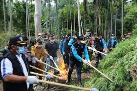 Nah berikut adalah info lebih lengkapnya seputar pendaftaran akpol yang sudah mamikos rangkumkan. Bnn Musnahkan Lima Hektare Ladang Ganja Di Aceh Utara Antara News