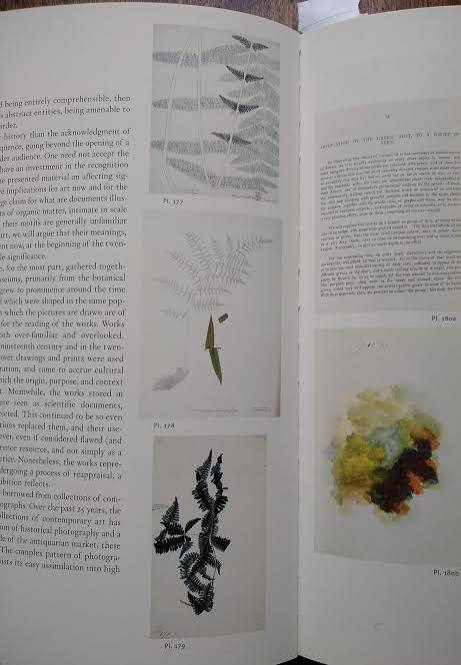 The Indian botanical drawings reproduced in Ocean Flowers – Botanics Stories