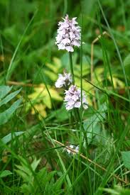 Mesure de la biodiversité