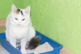 The average cat uses the litter box three to five times a day. Feline Urinary Incontinence The Leaky Cat Homeopet
