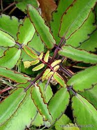 Rare Kalanchoe Pinnata Miracle Leaf Air Plants Bryophyllum Pinnatum 4 Plant 9 99 Picclick Plants Rare Succulents Rare Plants