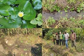 Image result for Nymphaea