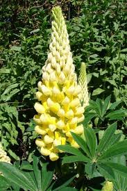 Perennials Product Categories Log House Plants Yellow Flowers Names Yellow Plants Lupine Flowers