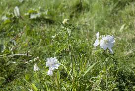 Was Bluht Denn Da Pflanzen Ganz Einfach Bestimmen Zeigerpflanzen Pflanzenbestimmen Wasbluhtdennda Garten Gartenanfanger Pflanzen Gartenarbeit Gartentipps