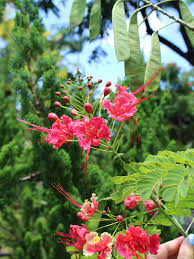 Image result for Caesalpinia rubra