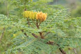 Image result for Chamaeclitandra