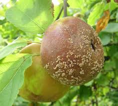 Moniliová /černá/ hniloba | Škůdci.com - o škůdcích, plísních, plevelech a  jak s nimi bojovat