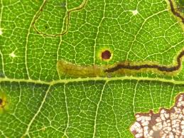 Image result for Stigmella roborella