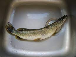 How To Cook Pike - Delishably