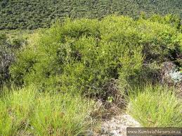 Image result for Euclea undulata