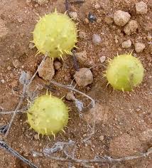 Image result for Cucumis myriocarpus