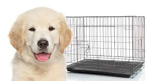 what size crate for golden retriever puppies and adults