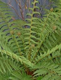Image result for Dryopteris antarctica
