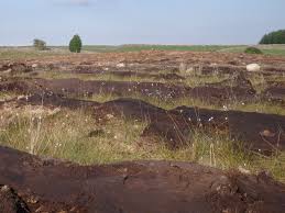 I don't feel at home in this world anymore. Berrier Farm Under Trees 100 Acres Of Peat Bog Heath And Wildlife Rich Grassland Destroyed By Tree Planting A New Nature Blog