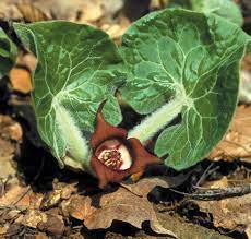You Can Eat That Wild Ginger Metro Parks Central Ohio Park System