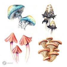 Mushrooms Watercolor Painting Botanical Illustration Hagalaz Botanical Illustration Mushroom Art Mushroom Drawing