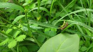 Maybe you would like to learn more about one of these? 19 Common Garden Pests How To Get Rid Of Them