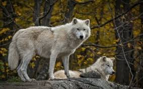 All of the wolf wallpapers bellow have a minimum hd resolution (or 1920x1080 for the tech guys) and are easily downloadable by clicking the image and saving it. 53 White Wolf Hd Wallpapers Hintergrunde Wallpaper Abyss
