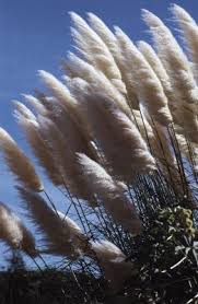 Give this grass lots of room! Ornamental Grass For Privacy