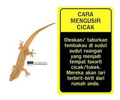 Maybe you would like to learn more about one of these? Cara Mengusir Cicak Obat Alami Perawatan Kesehatan Kesehatan