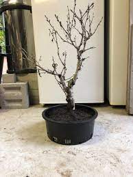 Double red flowering peach* double red flowering peach* prunus persica 'double red' height: Double White Flowering Peach Ramification Ausbonsai