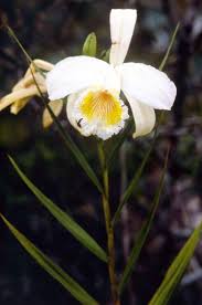 Image result for Brachycorythis kalbreyeri