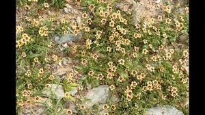 Image result for ostruhatka