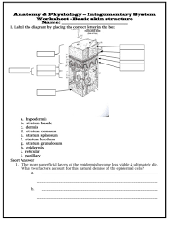 Solved Anatomy Physiology Integumentary System Worksheet Chegg Com
