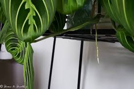 There are 2 ways of propagating a maranta plant. Lemon Lime Maranta Prayer Plant Care And Propagation