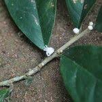 Image result for Octolepis