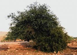 Image result for Salvadora australis