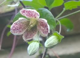 Maybe you would like to learn more about one of these? Clematis Cirrhosa The 3 Growbags