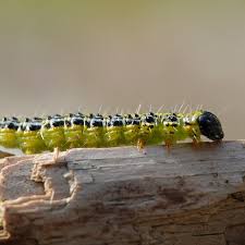 Image result for caterpillar box tree moth inside buxus plant