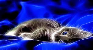 Cat wallpapers background for pc. 49 3d Cat Wallpaper On Wallpapersafari