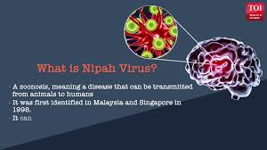 Nipah virus is the causative agent of the nipah virus infection, an emerging nipah virus, newly emerging zoonotic infection with acute respiratory syndrome and severe encephalitis, 3d illustration. What Is Nipah Virus Niv Infection Symptoms Transmission Prevention Cure Get To Know All Of It