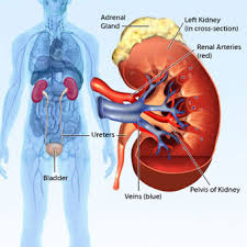 The rib cage is formed by the sternum, costal cartilage, ribs, and the bodies of the thoracic vertebrae. Kidney Pain Early Symptoms Causes Treatment And Cure