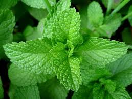 Daun kelor memiliki banyak khasiat, salah satunya adalah untuk merawat sistem pencernaan, khususnya. Manfaat Daun Mint Untuk Diet Bibitbunga Com