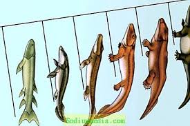 14 lukisan pemandangan dasar laut. Ciri Asal Dan Evolusi Ikan Pendidikan Menengah Dan Sekolah 2021