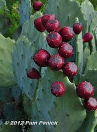 There are mealybugs that affect. Austin Open Days Tour 2012 Bonnell Drive Garden Digging Prickly Pear Cactus Cactus Pears Prickly Pear