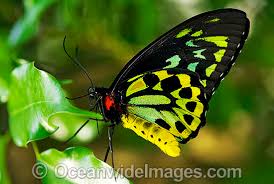 Australian Butterflies Photos Pictures Images