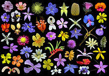 Search for flowers uk with us. Wildflower Wikipedia
