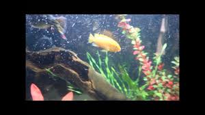 Most Aggressive African Cichlid