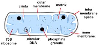 A level biology animal cell organelles. Organelles S Cool The Revision Website