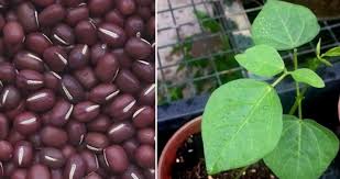Commonly grown peas include english peas, snow or sugar peas, and sugar snap peas. Adzuki Beans Container Gardening Tips Ideas Gardening Tips