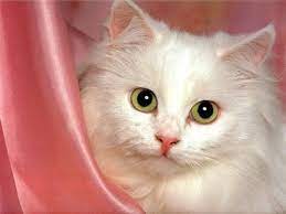 babies pets and animals photo cute kitty angora cats turkish angora cat cat pics