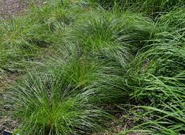 Image result for Carex angolensis