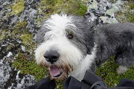 Looks Like Sophie Bearded Collie Puppies Bearded Collie Collie Puppies