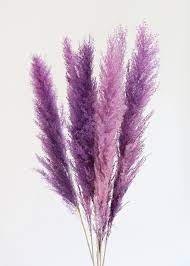 Instructions for growing choose a s Pack Of 6 Dried Pampas Grass In Lavender Purple 44 48 Ifloralart